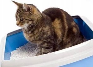 HILTON PREMIUM ŻWIREK BIAŁY BENTONIT O ZAPACHU ALOE 4