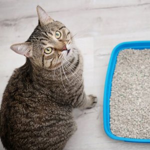 HILTON PREMIUM ŻWIREK BIAŁY BENTONIT O ZAPACHU ALOE 5