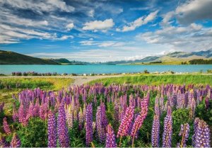 Clementoni Puzzle Compact Lupins At Lake Tekapo 1500 elementów (31731) 3