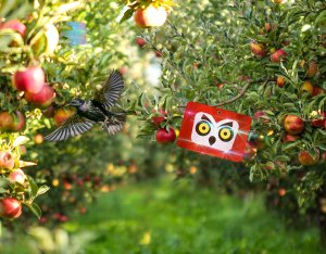 Odstraszacz Ptaków Szpaków Kosów Gołębi Dzięciołów Hologramowe Odblaskowe Oczy "Scary Eyes" 7