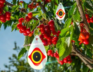 NO PEST Odstraszacz Ptaków Szpaków Kosów Gołębi Dzięciołów Odblaskowe Zawieszki "FalconEye Plates" (5 szt) 9