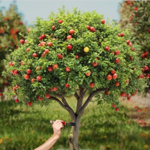 Środek Przeciwko Obgryzaniu Drzewek 1kg Odstraszacz Zwierząt Saren Jeleni Zająców Bobrów Gryzoni TreeGuard PRO 5