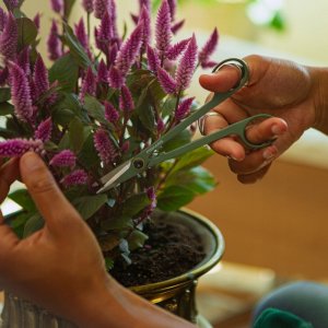 Plant care set (precision trimmer + case) 5