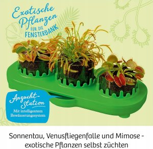 KOSMOS 632137 Carnivorous plants, plant your own insectivores, complete set for cultivation 2