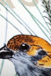 Notes Field Notes Birds and Trees of North America 3