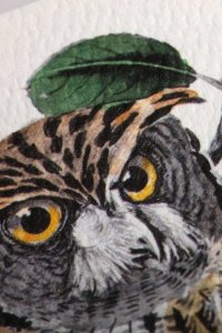 Notes Field Notes Birds and Trees of North America 3