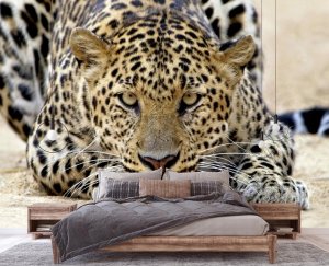 FOTOTAPETA JAGUAR AFRYKA TYGRYS DO SYPIALNI SALONU TAPETA ŚCIENNA 150x105 2
