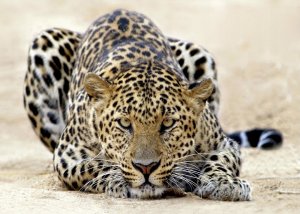 FOTOTAPETA JAGUAR AFRYKA TYGRYS DO SYPIALNI SALONU TAPETA ŚCIENNA 350x250 1