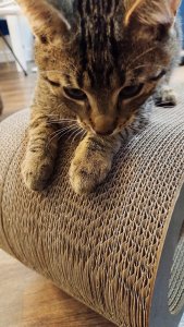 Drapak dla kota czarny duży MIMI | 70x23x24 cm | MruuPruu 7