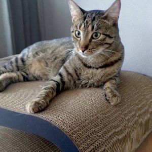 Drapak dla kota czarny XXL LEON |78x28x40 cm | MruuPruu 2