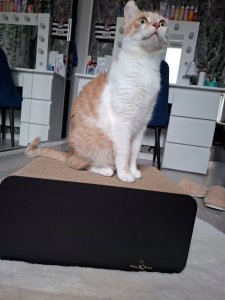 DRAPAK DLA KOTA KARTONOWY LEGOWISKO PIKSEL MRUU&PRUU 5