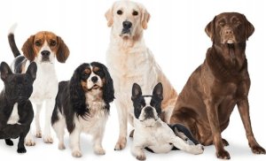 ROXI PUSZKA 12x1240g z DROBIEM 3