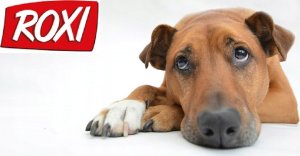 ROXI PUSZKA 24x415g z DROBIEM 2