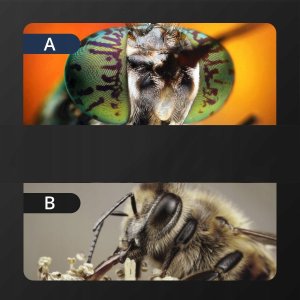 MIKROSKOP CYFROWY 4,3" PC MacOS WINDOWS 1000x USB 8