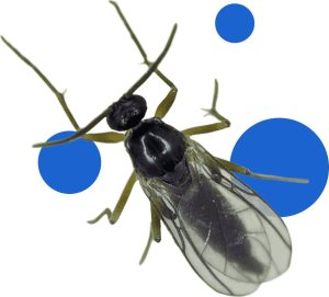 Bros BROS NATURALNIE* - preaparat na ziemiórki 9g 7
