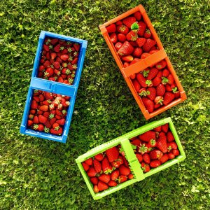 KADAX Łubianka Składana Koszyk Kobiałka Na Owoce Truskawki Plastikowa 2 kg 2