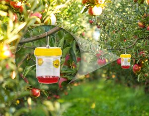 NO PEST Pułapka na Osy Przeciw Osom do Zwalczania Os "Wasp Cup" + Wabik na Osy 200 ml 6