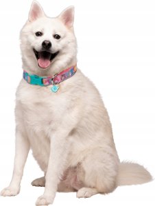 JAS PETS OBROŻA DLA PSA L 2