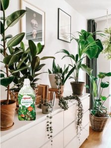 Agrecol Nawóz mineralny do roślin domowych o ozdobnych liściach 500ml 5