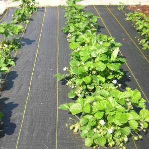 Agrotkanina Heckermann 1,6x10m 70g/m2 Czarno-żółta 12