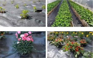 Agrotkanina Heckermann 1,6x10m 70g/m2 Czarno-żółta 6