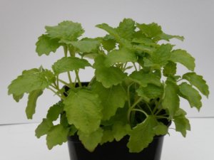 Toraf Nasiona warzyw | Kalafior Bora | Opakowanie 1g 11