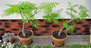 Toraf Nasiona warzyw | Kalafior Bora | Opakowanie 1g 15