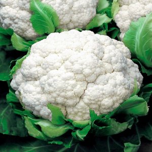 Toraf Nasiona warzyw | Kalafior Bora | Opakowanie 1g 2