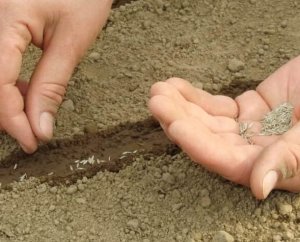 Toraf Nasiona warzyw | Kalafior Bora | Opakowanie 1g 3