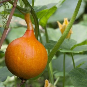 PNOS Nasiona warzyw | Dynia Olbrzymia Dolores | Opakowanie 5g 4
