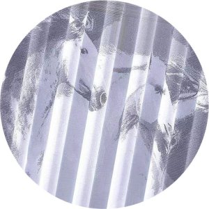 Firanka Konie 250 x 150 cm DomoweTekstylia | WN367K 150 4