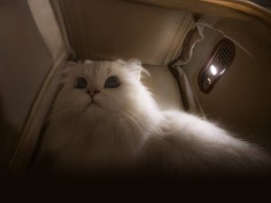 Mova PB10 Pro by Dreame - Transporter Plecak dla Kota i Psa do 8 kg Wentylator wewnętrzny z nawilżaczem 14