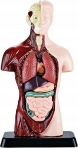 Anatomia Dla Dzieci Puzzle Do Układania I Nauki Ludzkich Narządów Podstawka 1