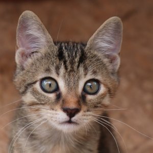 Natua Natural Mokra Karma dla Kota Tuńczyk Krewetki 70g 4