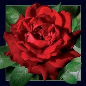 Worth-Keeping Pocztówka 3D Czerwona Róża (180035) 1