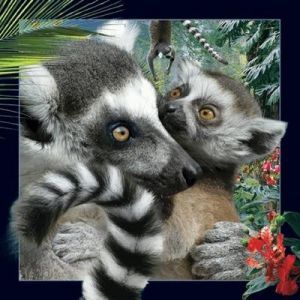 Worth-Keeping Pocztówka 3D Lemur (180133) 1