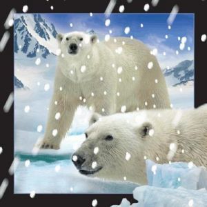 Worth-Keeping Pocztówka 3D Niedźwiedzie Polarne w śniegu (182733) 1