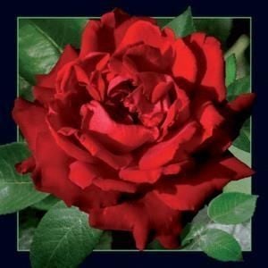Worth-Keeping Magnes 3D Czerwona Róża (180032) 1