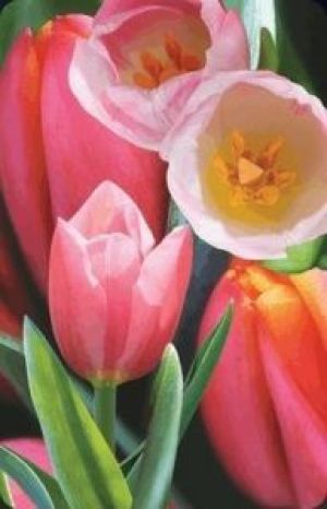 Worth-Keeping Mini kartka 3D Tulipan (180178) 1
