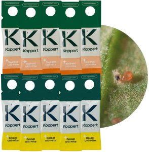 Zestaw Dobroczynek Kalifornisjki 5 szt + Dobroczynek Swirski 5 szt 1
