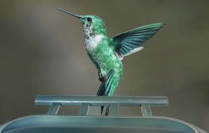 SUNTEK BC303W Fotopułapka na ptaki z karmnikiem 3