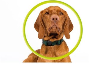 Mobile Origin AirTag Pet Collar, black 2