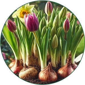 20x Koszyk okrągły na cebulki 18cm Osłonka do sadzenia 9