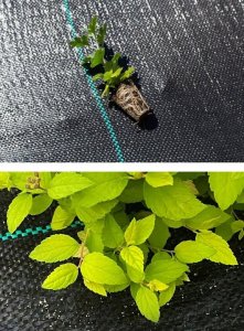 Linarem SiatkiSieci AGROTKANINA 160G 1,6x50m PREMIUM UV 3% AGROWŁÓKNINA CZARNA MATA + KOŁKI 2