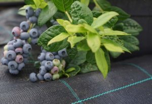 Linarem SiatkiSieci AGROTKANINA 160G 1,6x50m PREMIUM UV 3% AGROWŁÓKNINA CZARNA MATA + KOŁKI 4
