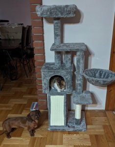 DRAPAK DLA KOTA DUŻY 4 POZIOMY WYSOKI LEGOWISKO WIEŻA SŁUPEK DOMEK 135cm 12