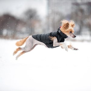 AIRYVEST KURTKA DLA PSA DWUSTRONNA ``M``  45cm CZERWONO/CZARNA 4