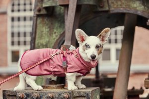 Hurtta Razzle-Dazzle Midlayer jakke 45 cm, Beetroot 4