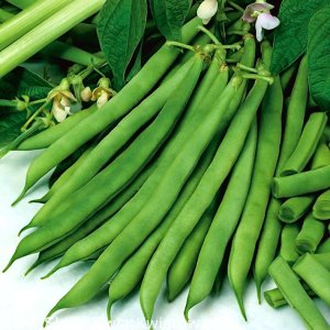 Toraf TORAF FASOLA SZPARAGOWA KARŁ. ZIELONOSTR. FERRARI PHASEOLUS VULGARIS L. [30 G] 2