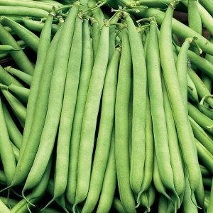 Toraf TORAF FASOLA SZPARAGOWA KARŁ. ZIELONOSTR. FERRARI PHASEOLUS VULGARIS L. [30 G] 6